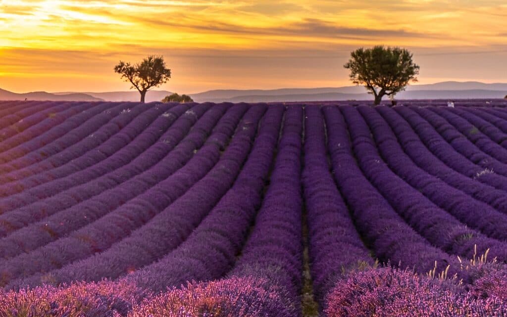 Foto di copertina — Provenza: La Fioritura della Lavanda
