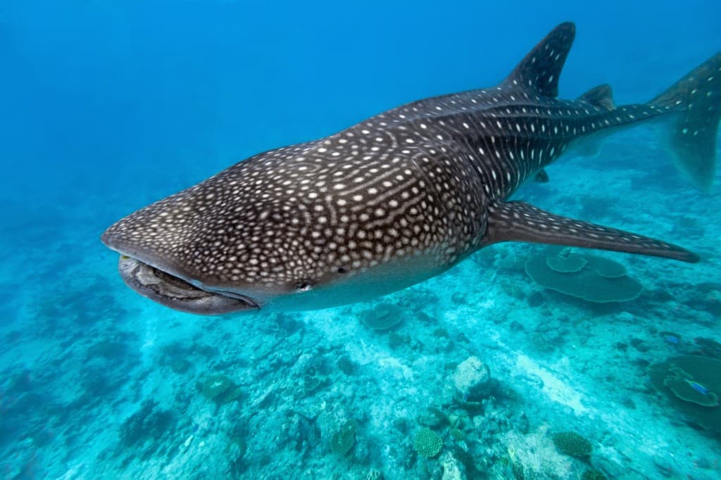 Maldive: Omadhoo Experience — promo 2