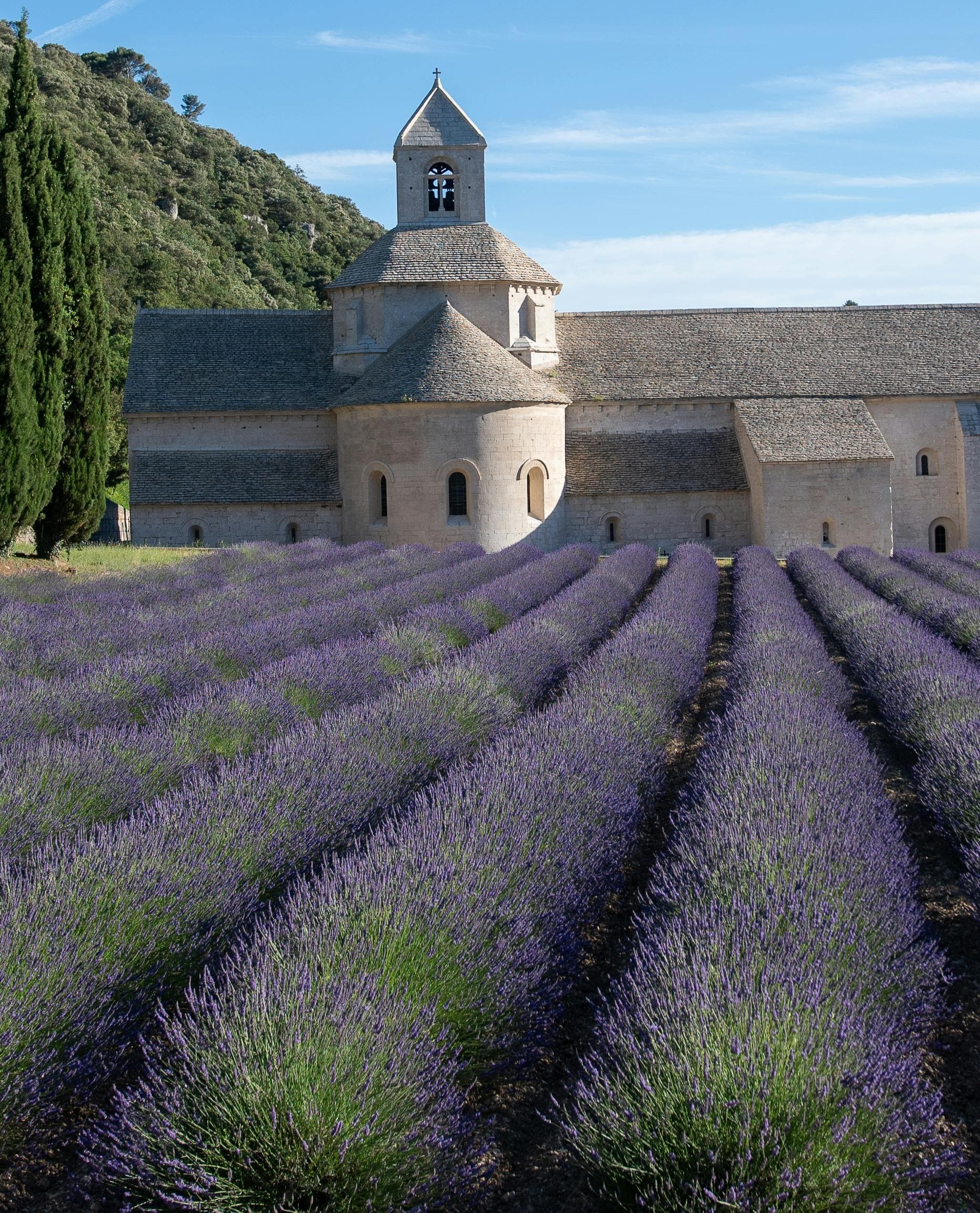 Dettaglio: Provenza: La Fioritura della Lavanda