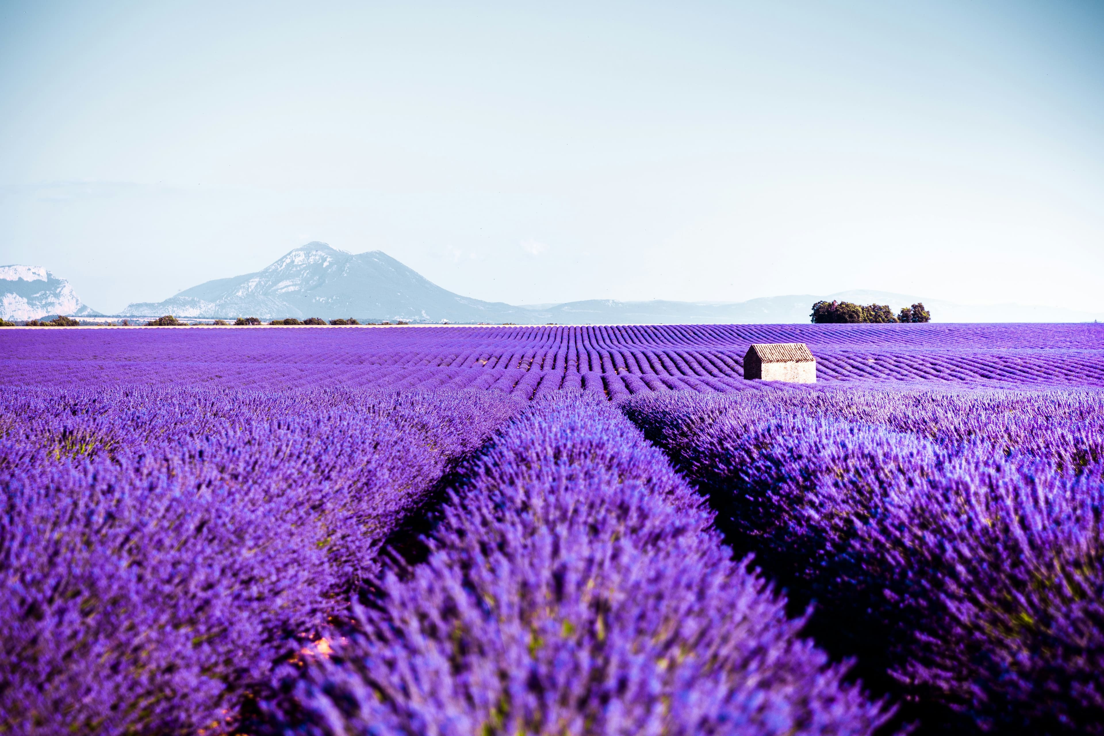 Provenza: La Fioritura della Lavanda, foto 2